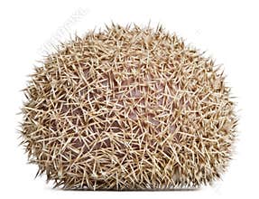 Four-toed Hedgehog, Atelerix albiventris, 2 years old, in front