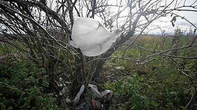Plastic bag is stuck on a tree branch and is fluttering in the wind. Pollution concept