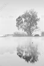 Lonely tree with reflection on misty foggy lake, monochrome morning landscape