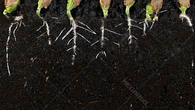 Germinating pumpkin seed roots underground vew with roots