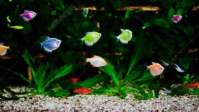 Colorful aquarium, beautiful fish swimming in water.