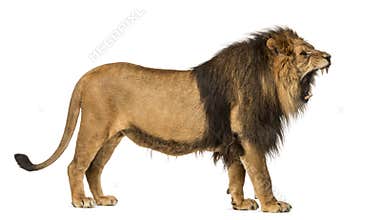 Side view of a Lion roaring, standing, Panthera Leo, 10 years old, isolated on white