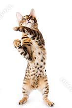 Bengal cat