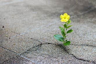 Yellow flower growing on crack street, hope concept