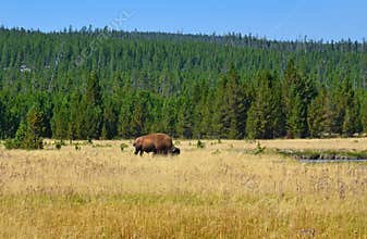 Bison in Yellowstone, Wyoming