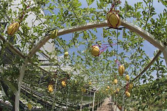 Melon grow. Organic farm is agricultural system rapidly develop