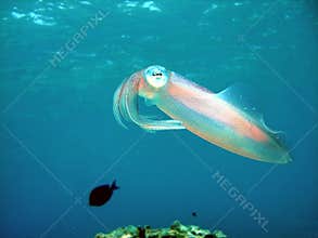 Caribbean Reef Squid