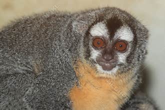 Southern Bolivian Night monkey