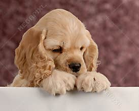 Puppy looking over foreground
