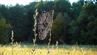 Morning dew on spiderweb, meadow in the forest
