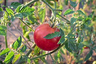 Tomato on the Vine