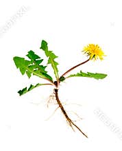 Dandelion