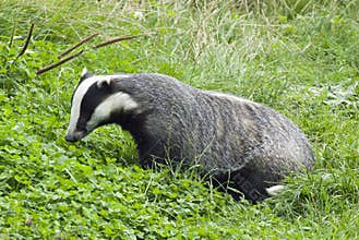 Badger - Meles meles