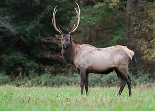 Bull Elk