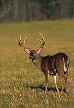 Whitetail Buck in Meadow
