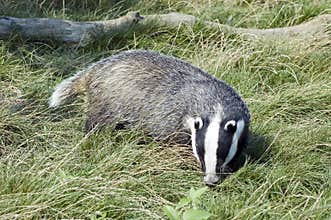Badger - Meles meles