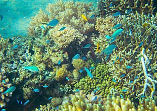 Small neon fish in coral reef. Tropical seashore inhabitants underwater photo.