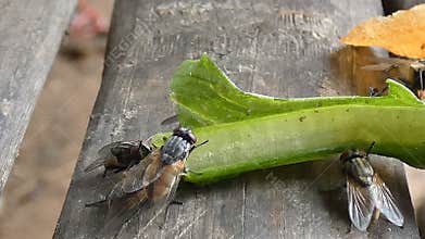 4K Close up shot fly bug Contagious disease carrier