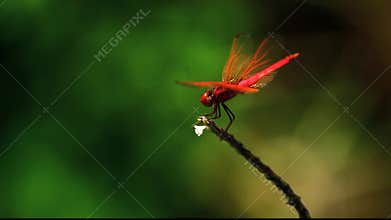 Crocothemis erythraea
