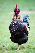Barnevelder Chicken