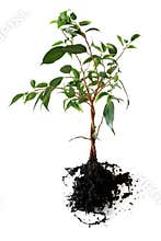 Little tree