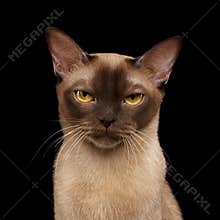 Brown burmese cat isolated on black background