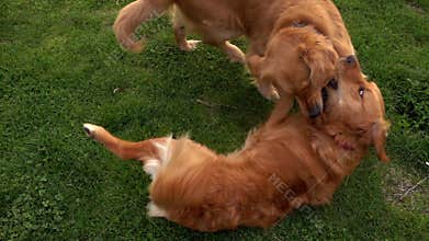 Pet Animal Dogs Playing on Grass in Park