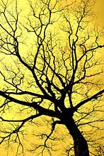 Void Enthrall silhouette