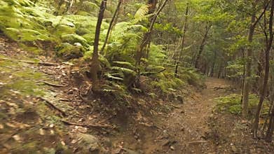 Aokigahara / Jukai forest Japan