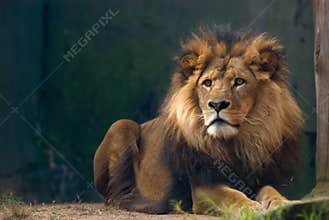 Portrait of a lion king