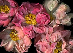 Pink peony arrangement
