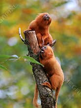 Golden lion tamarins