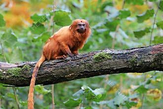 Golden lion tamarin