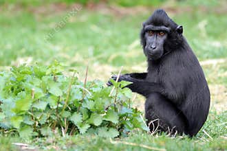 Crested macaque