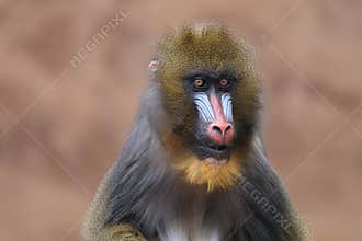 Cute young mandrill