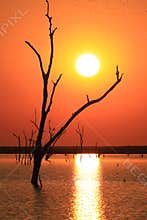 Wallpaper. Dead tree on the lake at sunset