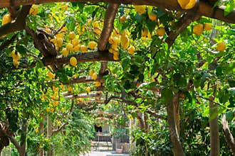 Lemon garden of Sorrento