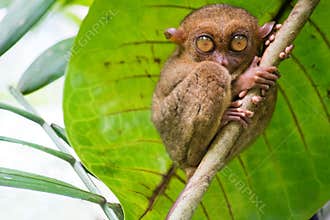 Tarsius. Bohol island. Philippines