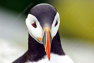Puffin