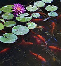 Koi fish