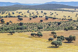 Cabaneros National Park. A dehesa, the traditional pastoral management in the park