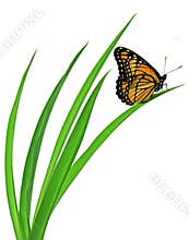 Butterfly on Grass