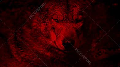 Wolf Growls Blood Red Abstract