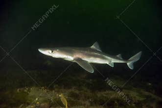 Spiny Dog Fish