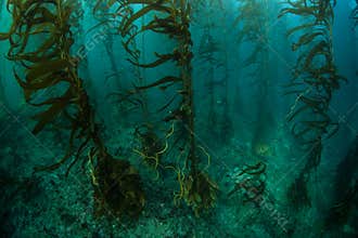Giant Kelp Forest in California