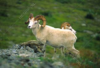 Dall Sheep Rams