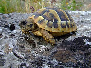 Turtle