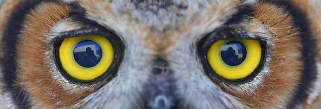 Owl eye