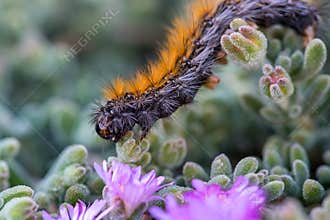 The endemic to Cyprus`March` Caterpillar marching on violet flowers