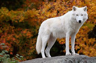 Arctic Wolf Looking at the Camera on a Fall Day